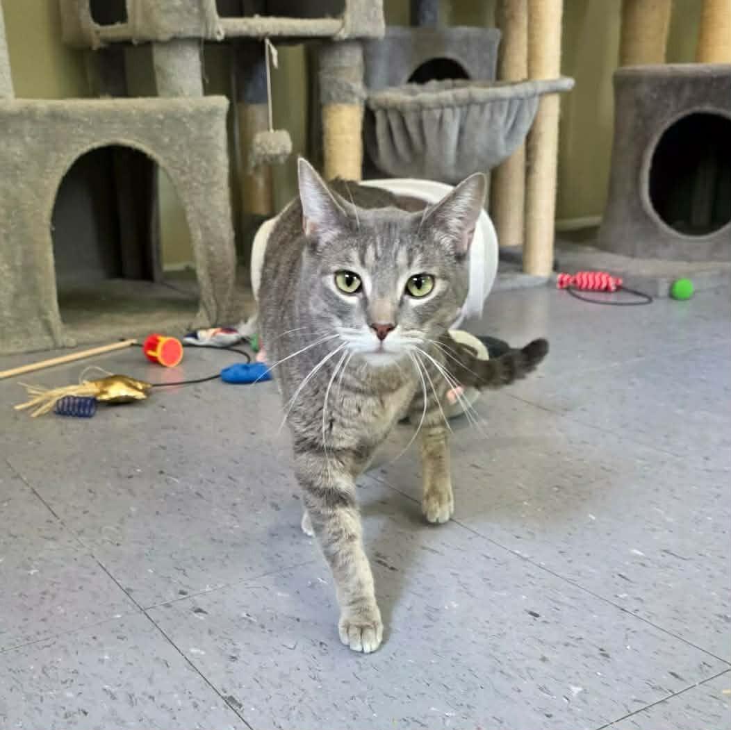 Dusty, a ADOPTABLE Domestic Short Hair in Umatilla, FL image 1/5