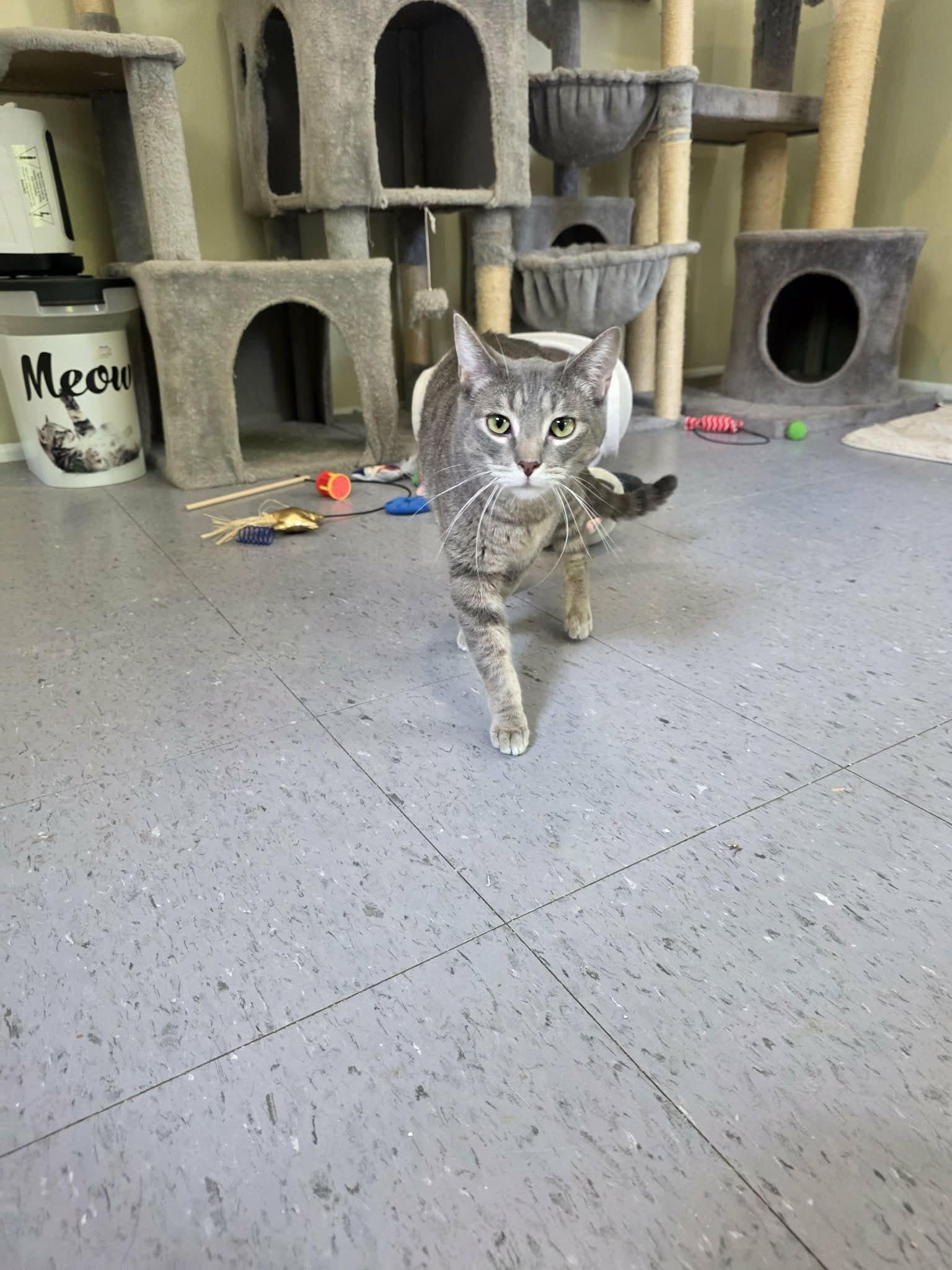 Enlarge Dusty, a ADOPTABLE Domestic Short Hair in Umatilla, FL image 2/4