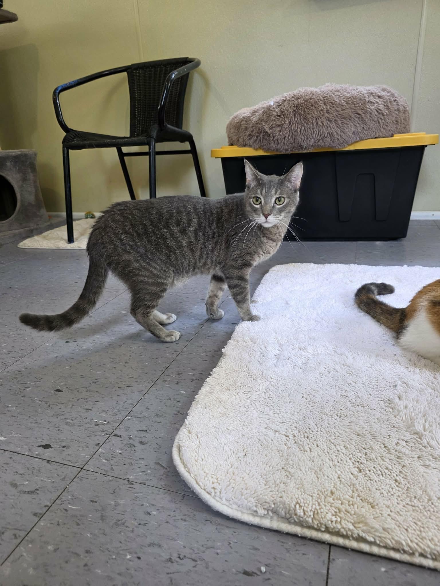 Enlarge Dusty, a ADOPTABLE Domestic Short Hair in Umatilla, FL image 4/4