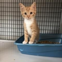 Enlarge Nacho, a ADOPTABLE Domestic Short Hair in Bryson City, NC image 1/1