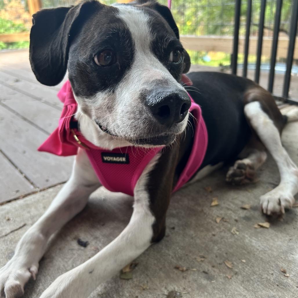Vivi, Adoptable, Senior Female Beagle & Boston Terrier.