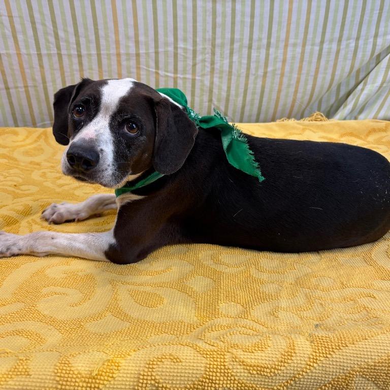 Enlarge Vivi, a Adoptable mixed breed in Austin, TX image 3/6