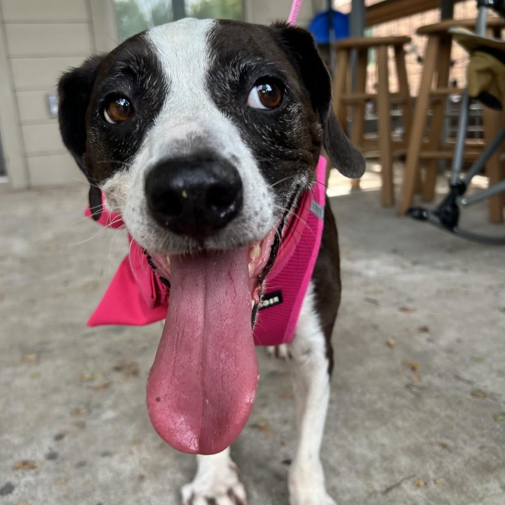 Enlarge Vivi, a Adoptable mixed breed in Austin, TX image 4/6