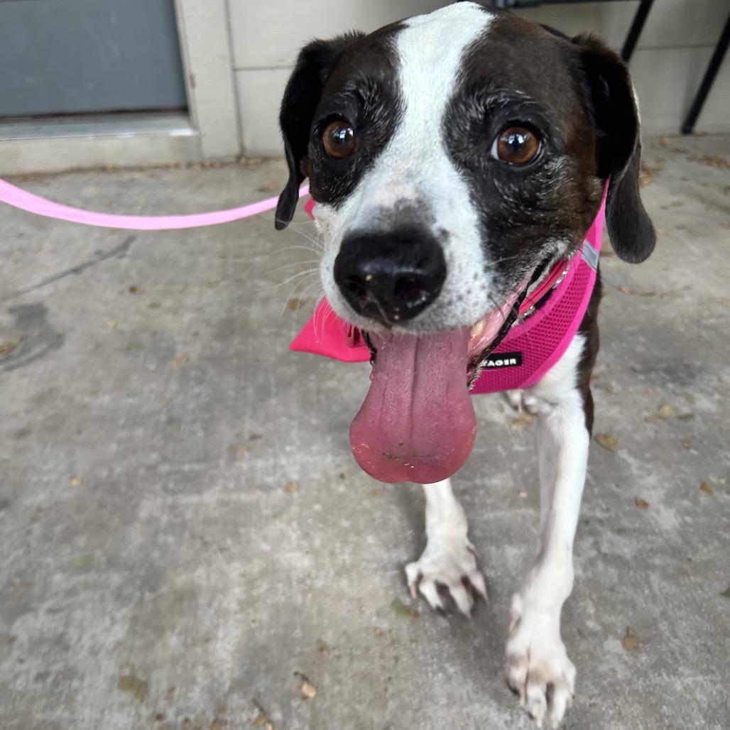 Enlarge Vivi, a Adoptable mixed breed in Austin, TX image 5/6