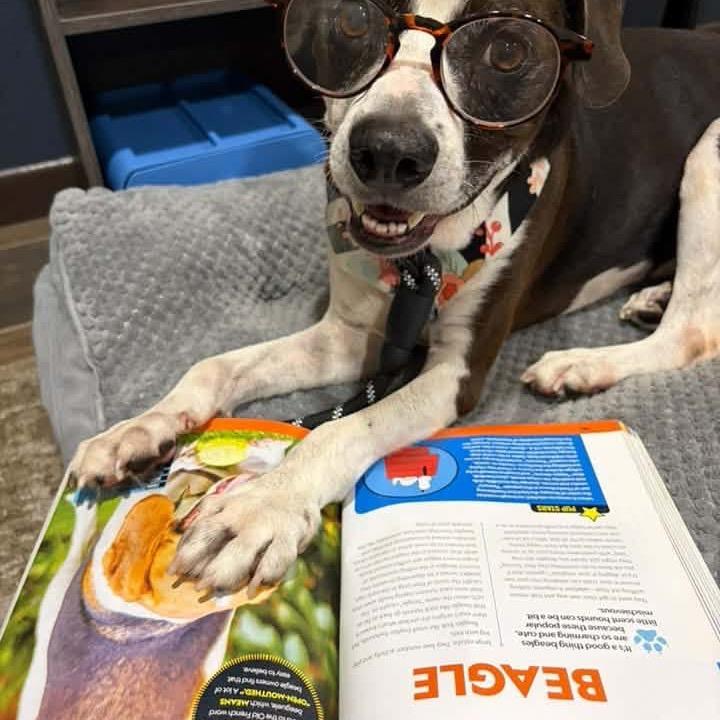 Enlarge Vivi, a Adoptable mixed breed in Austin, TX image 6/6