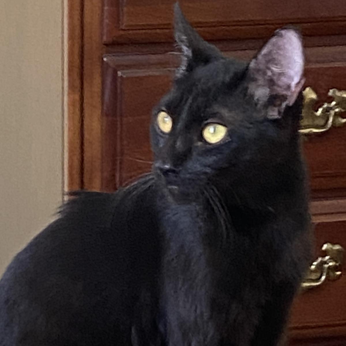 Squirrel, Adoptable, Young Female Siamese & Domestic Short Hair.