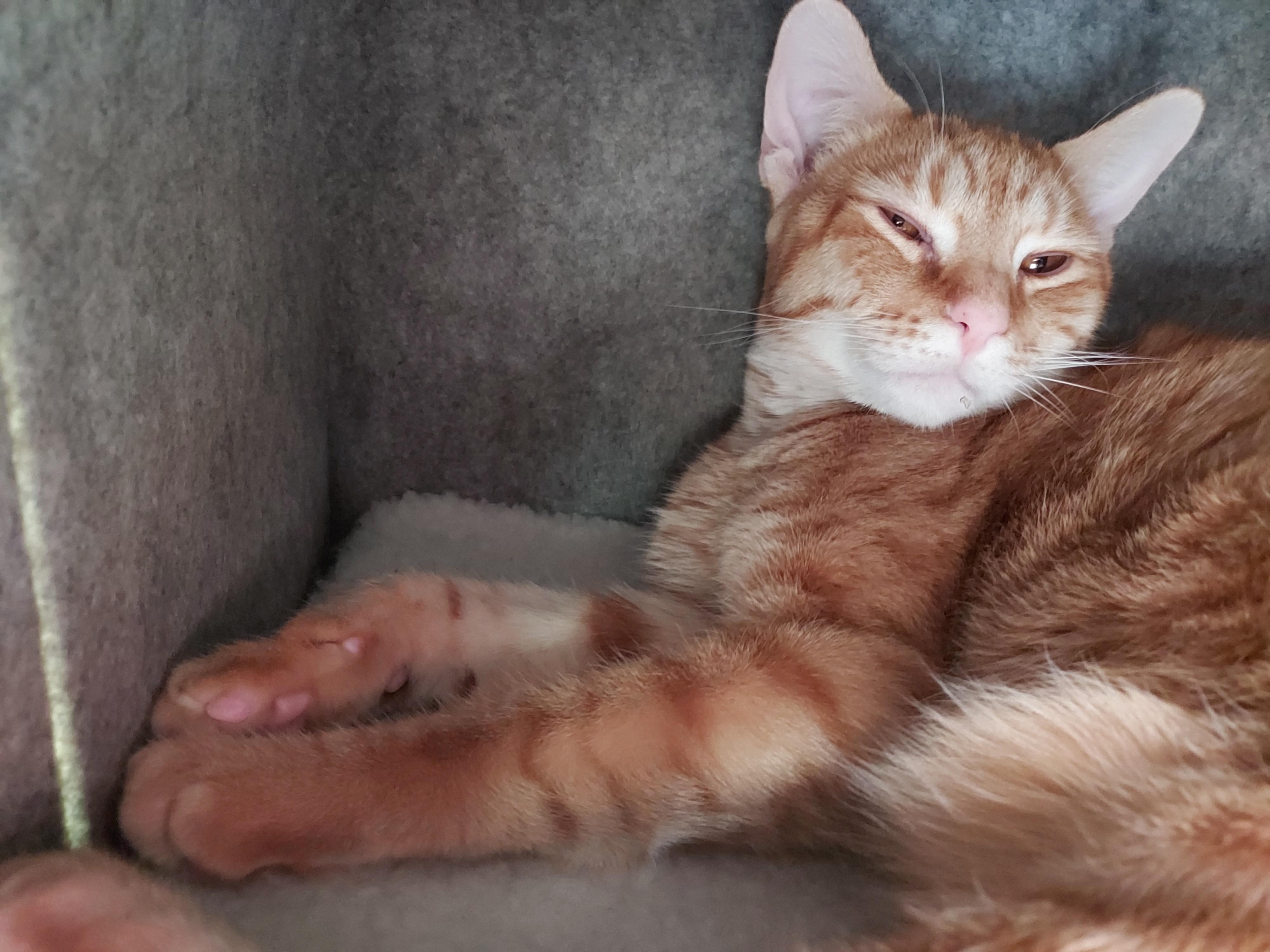 Roger bonded with Don at the Luna Cat Collective, ADOPTABLE, Young Male Domestic Short Hair.