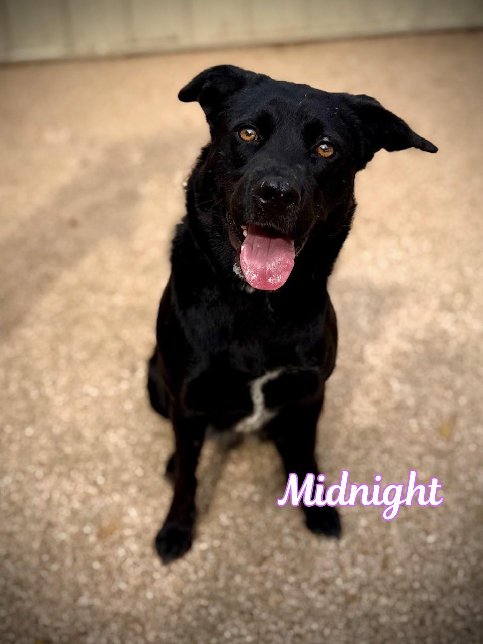 Enlarge Midnight, a Adoptable mixed breed in Comfort, TX image 1/1
