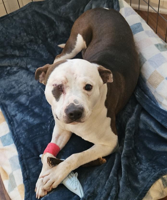 Enlarge Koa, an adopted Mixed Breed in Martinsburg, WV image 1/1