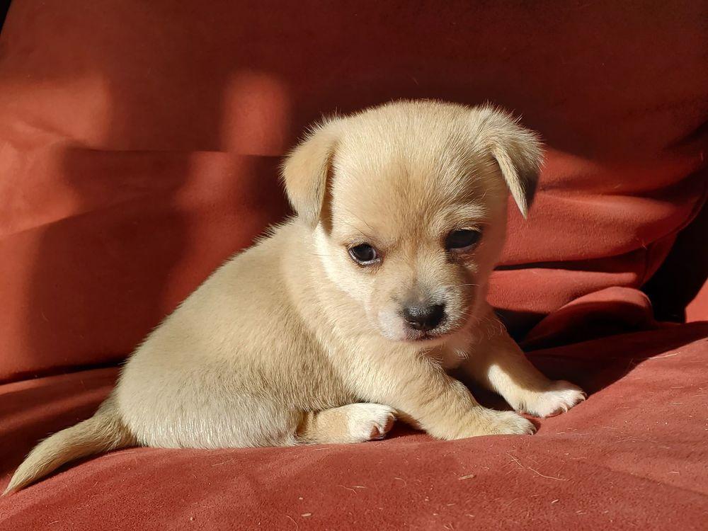 Enlarge Coco, a Adopted mixed breed in Windsor, CA image 1/1