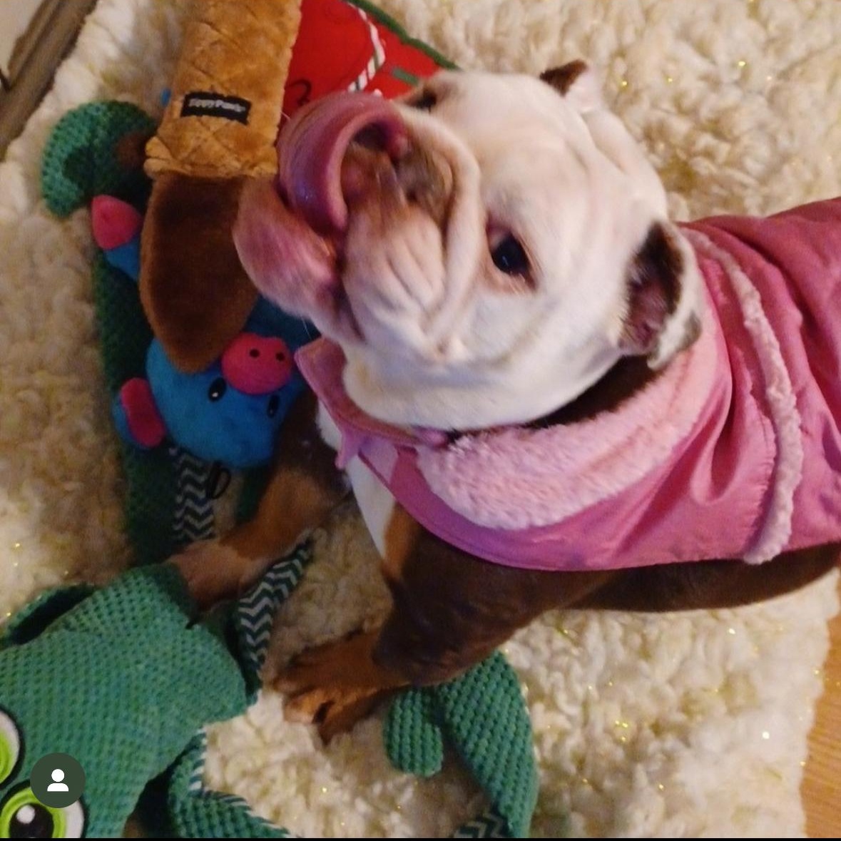 Izzy, a Adoptable English Bulldog in Hayward, CA image 4/5