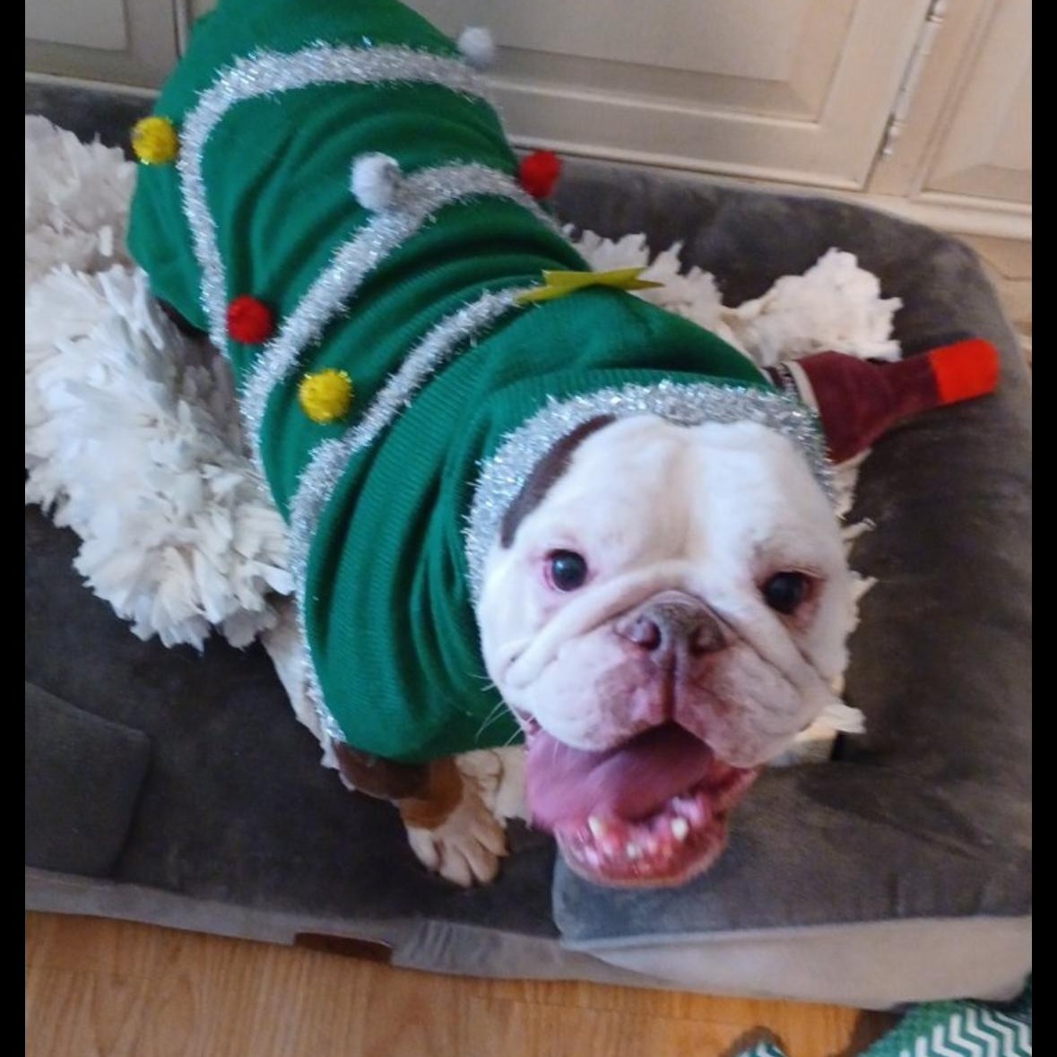 Izzy, a Adoptable English Bulldog in Hayward, CA image 2/5