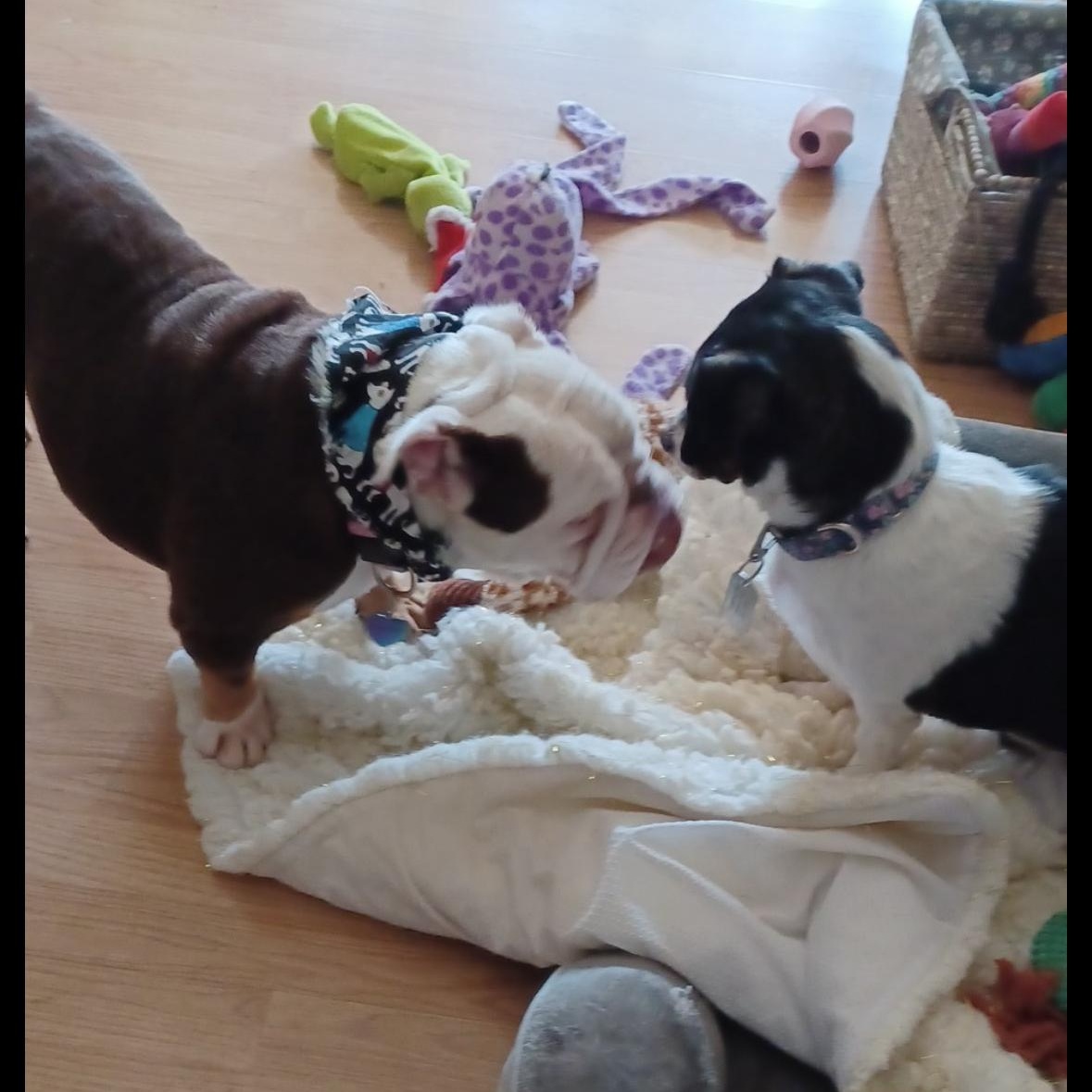 Izzy, a Adoptable English Bulldog in Hayward, CA image 5/5