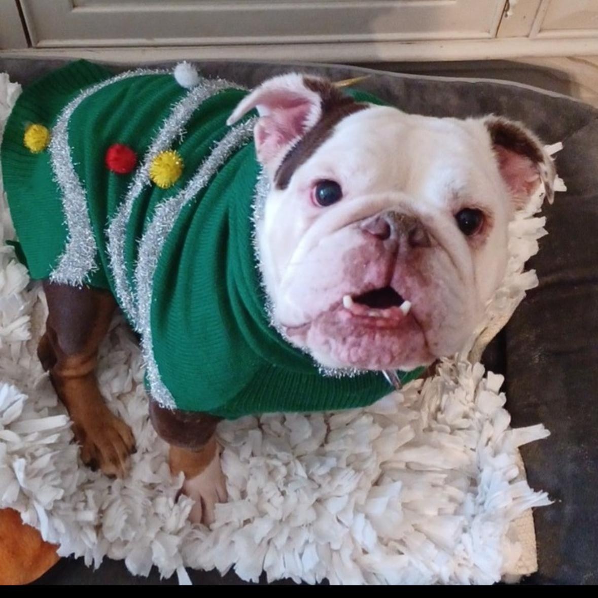 Izzy, Adoptable, Senior Female English Bulldog.