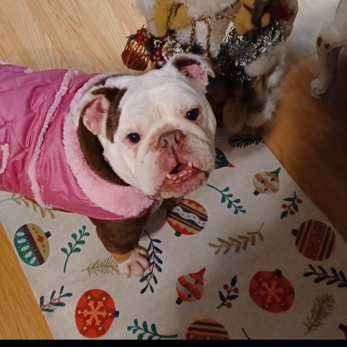 Izzy, a Adoptable English Bulldog in Hayward, CA image 3/5