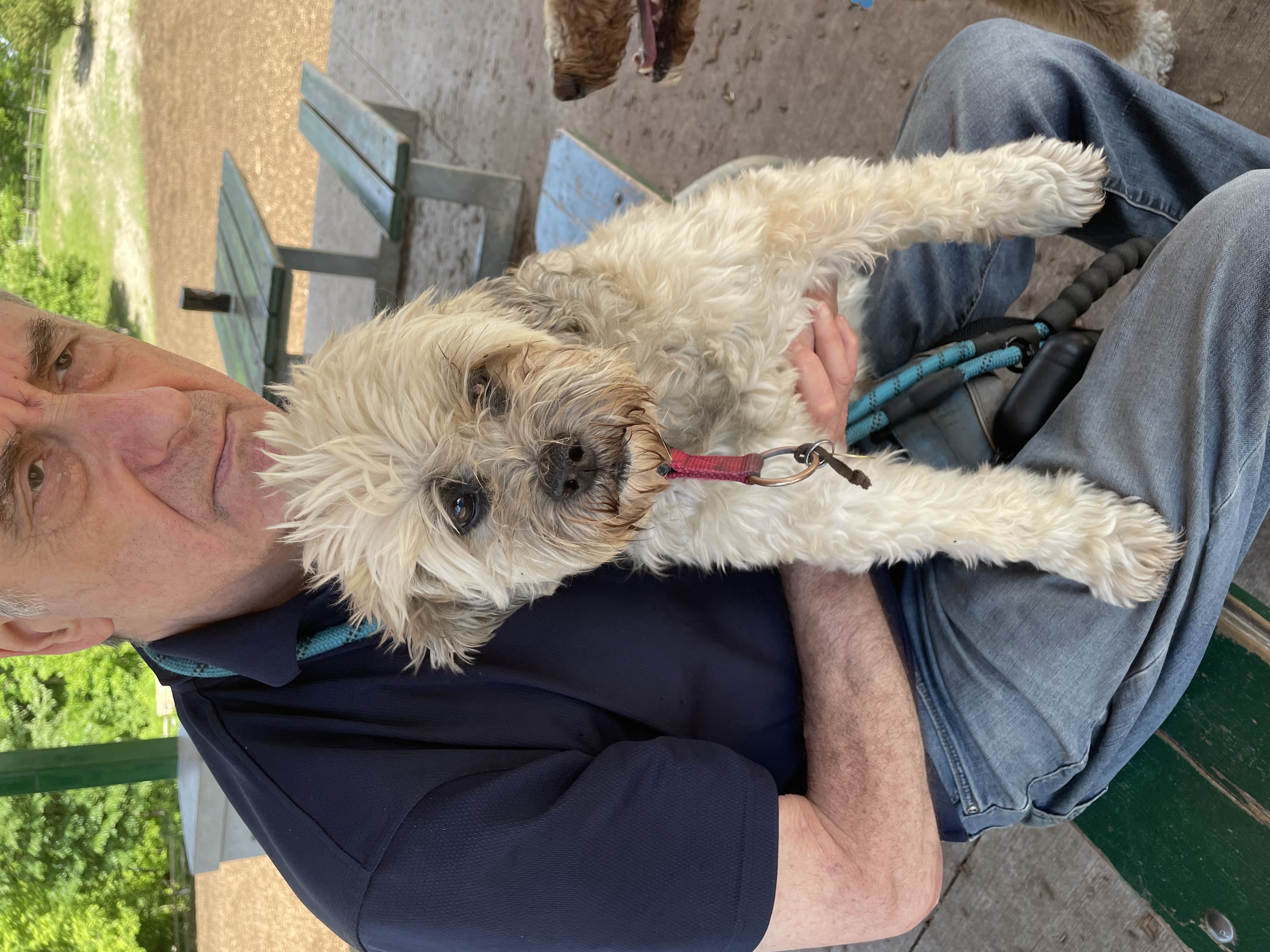 Breeze, Adopted, Senior Male Shih Tzu & Miniature Poodle.