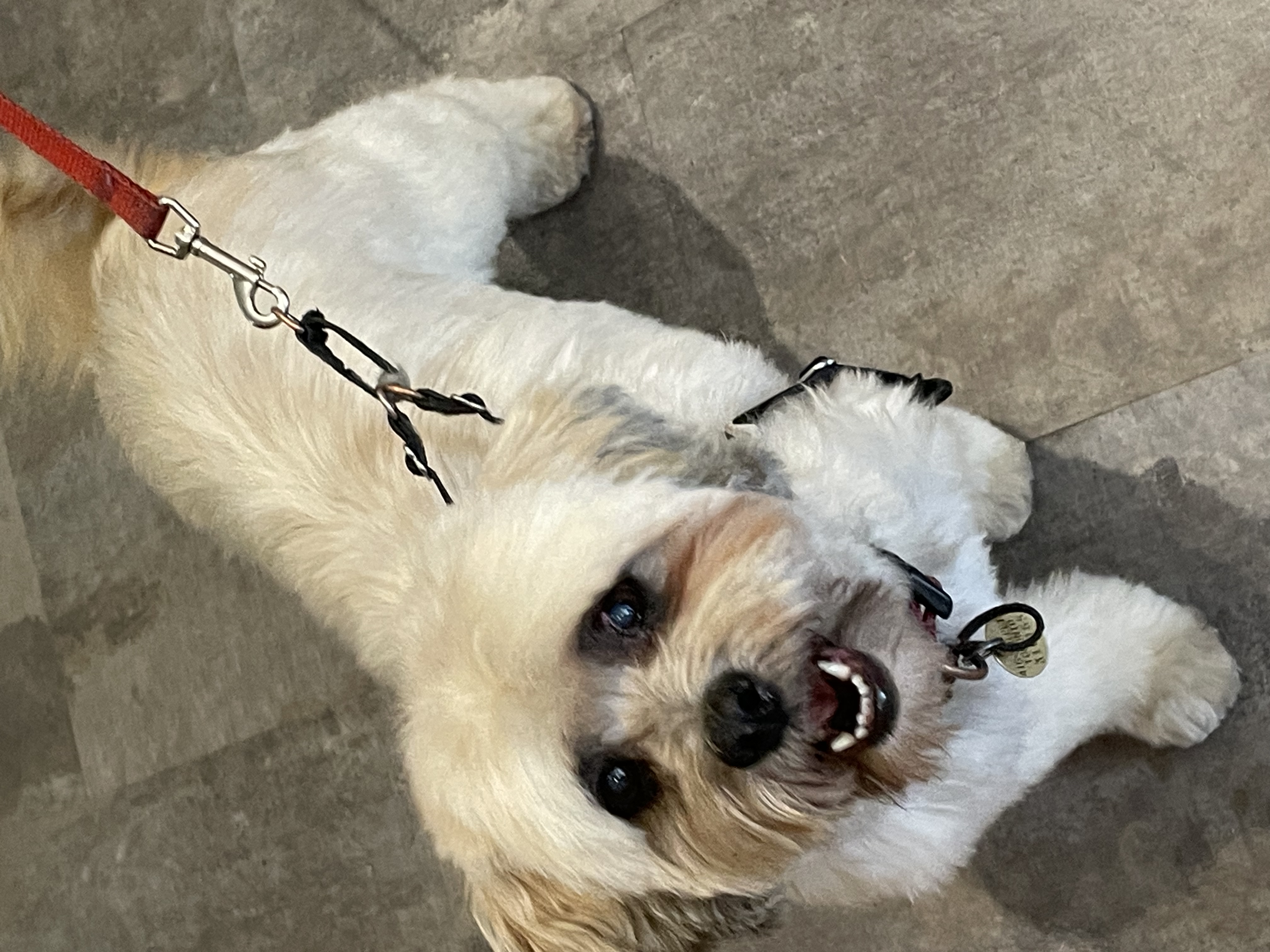 Breeze, a Adopted mixed breed in Toronto, ON image 2/3