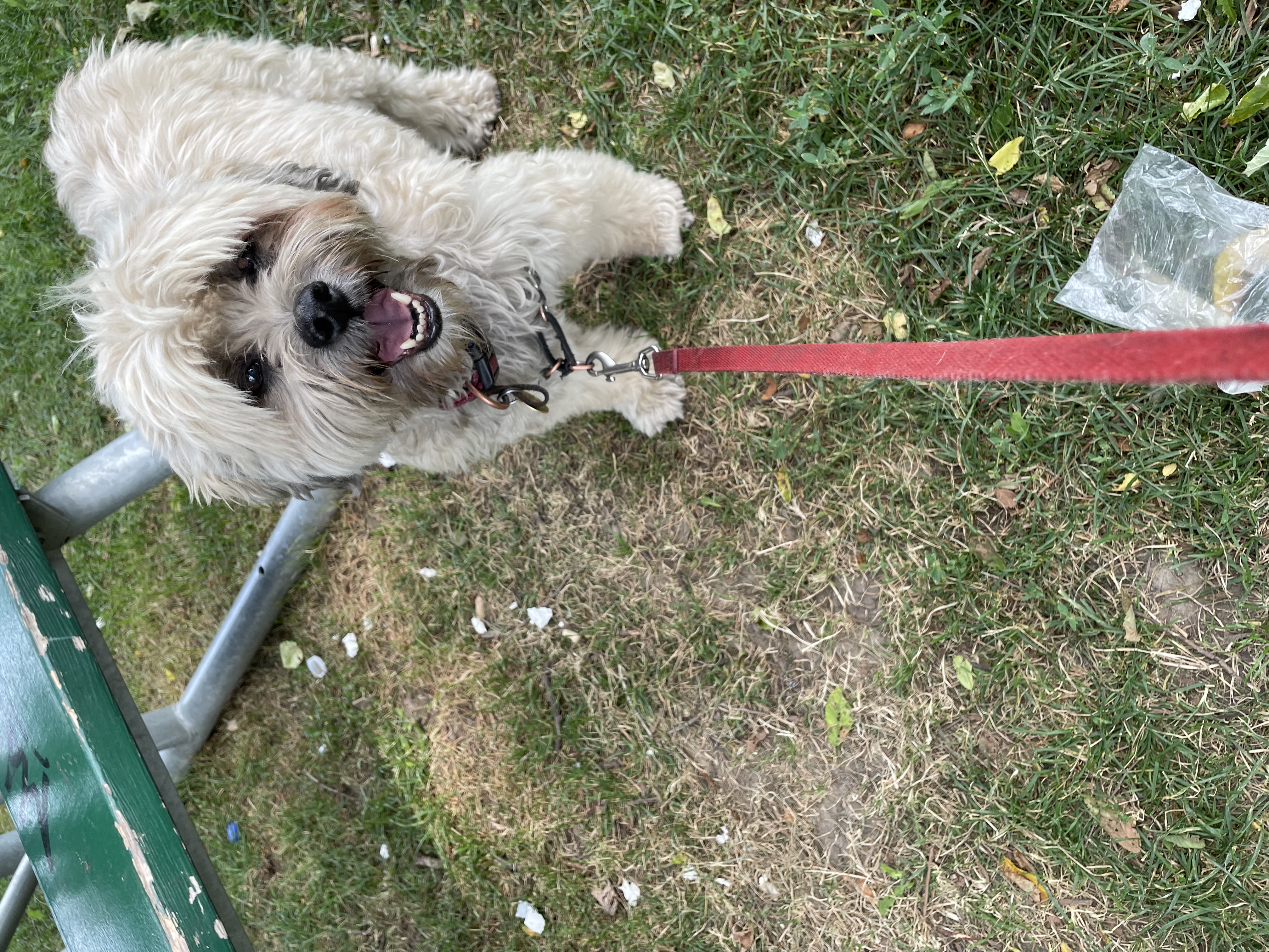 Breeze, a Adopted mixed breed in Toronto, ON image 3/3