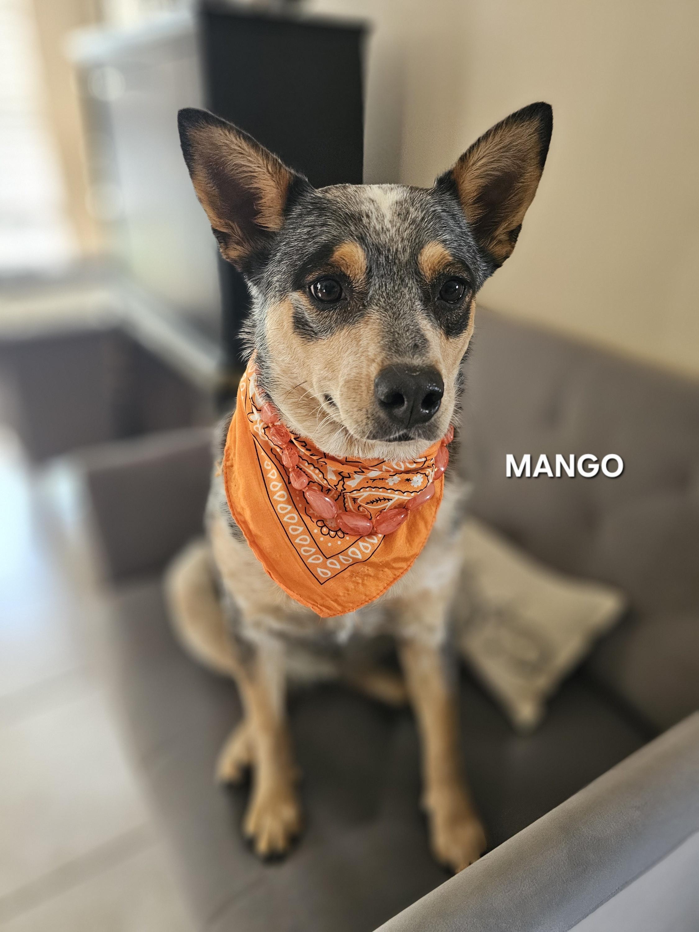 Enlarge Mango, a Adoptable Australian Cattle Dog / Blue Heeler in Knoxville, TN image 4/6