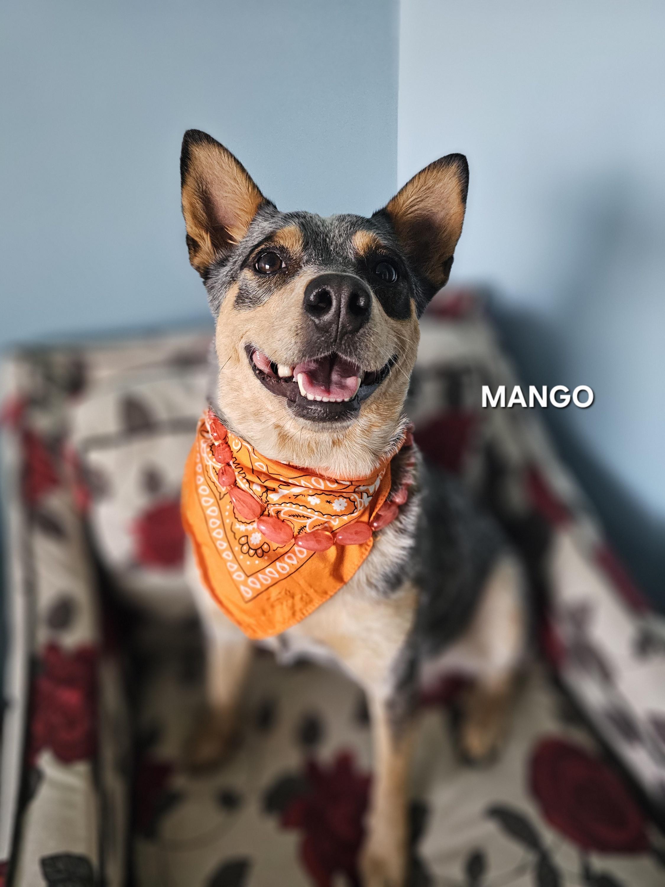 Mango, Adoptable, Adult Female Australian Cattle Dog / Blue Heeler.