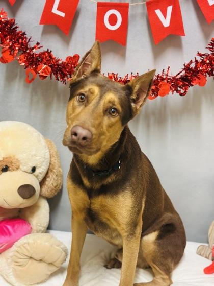 Marcus, Adoptable, Adult Male Doberman Pinscher & German Shepherd Dog.