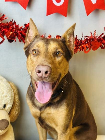 Enlarge Marcus, a Adoptable mixed breed in Cedar Hill, TX image 2/5