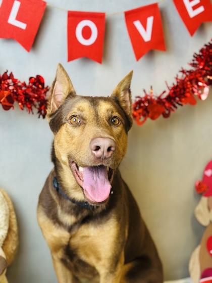 Enlarge Marcus, a Adoptable mixed breed in Cedar Hill, TX image 5/5