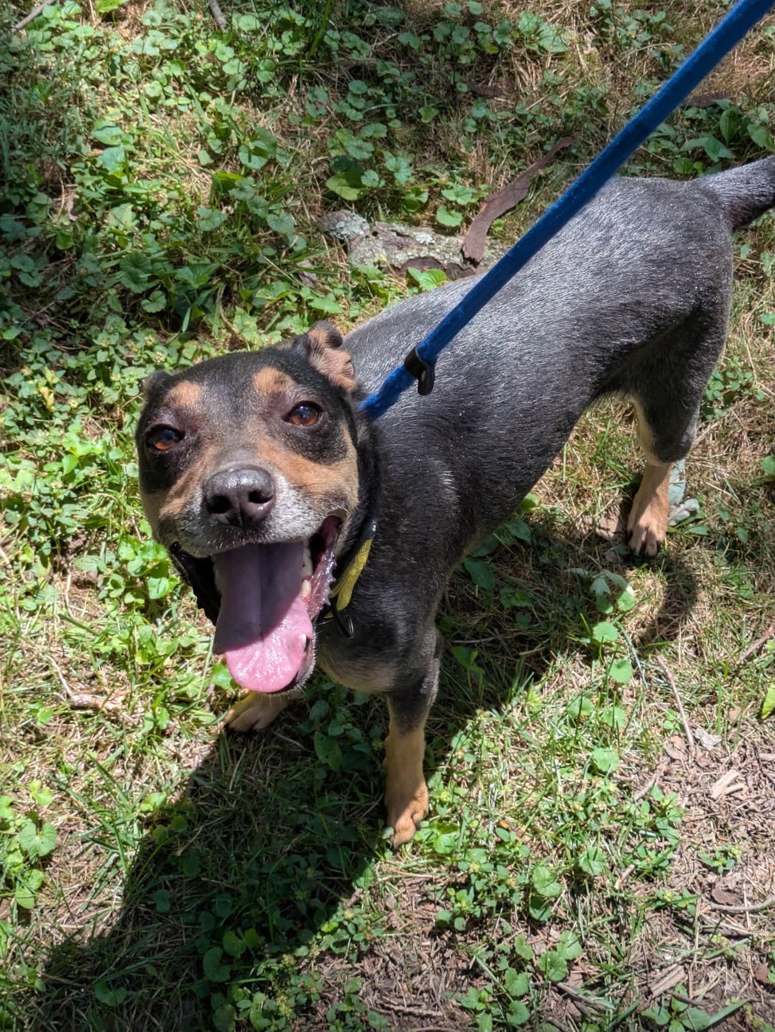 Nala, Adoptable, Adult Female Miniature Pinscher.
