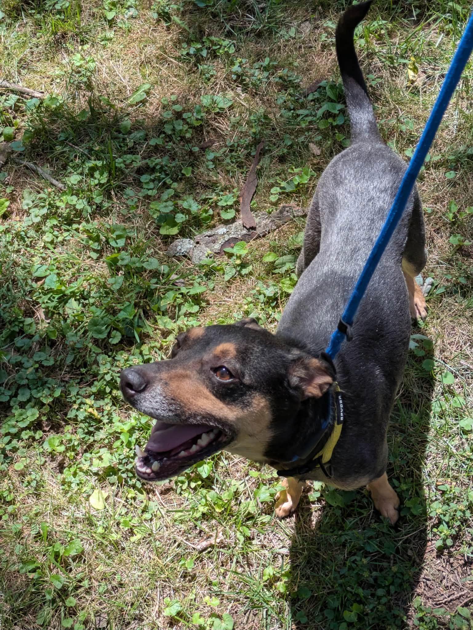 Enlarge Nala, a Adoptable Miniature Pinscher in PITTSBURGH, PA image 2/3
