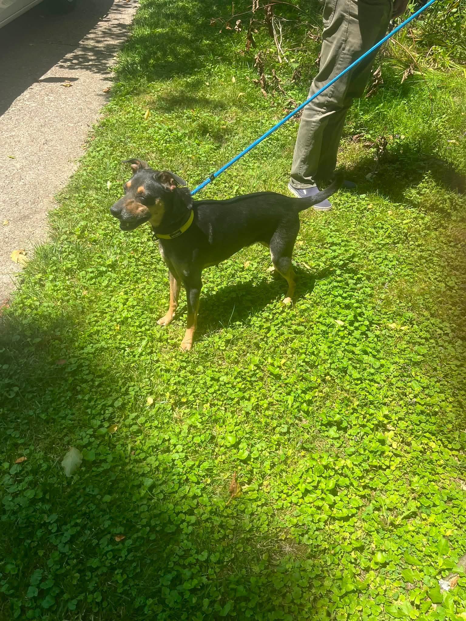 Enlarge Nala, a Adoptable Miniature Pinscher in PITTSBURGH, PA image 3/3