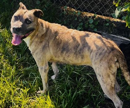 Leela, Adoptable, Adult Female Mixed Breed & Mixed Breed.