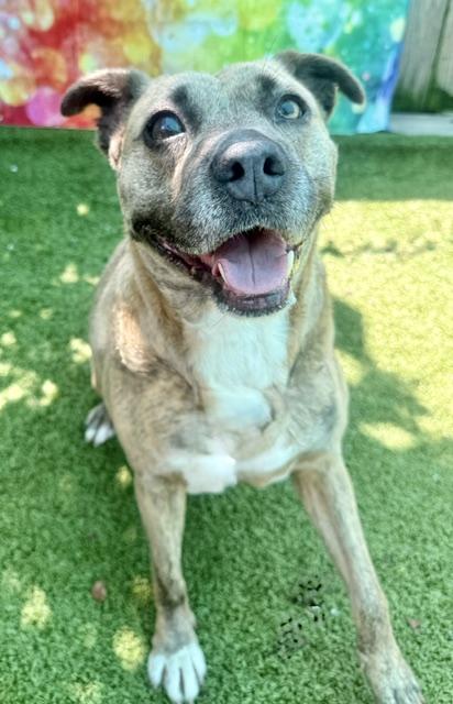 Enlarge Leela, a Adoptable Mixed Breed in Port Saint Joe, FL image 2/3