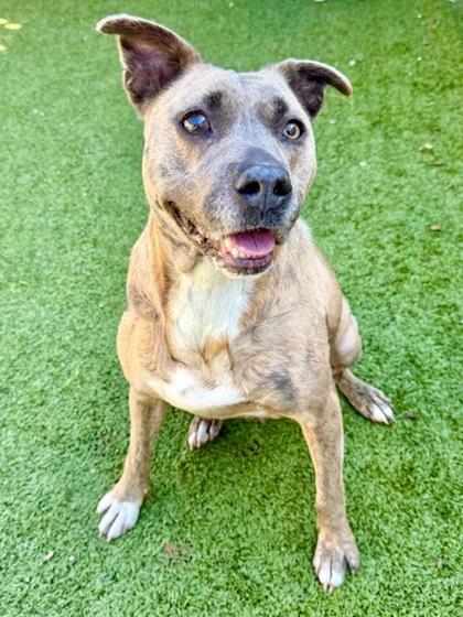 Leela, Adoptable, Adult Female Mixed Breed & Mixed Breed.
