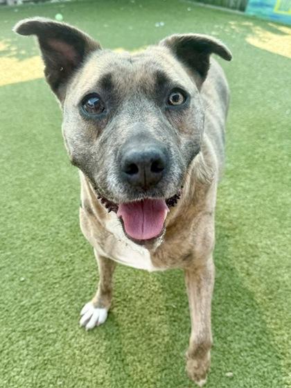 Enlarge Leela, a Adoptable Mixed Breed in Port Saint Joe, FL image 3/3