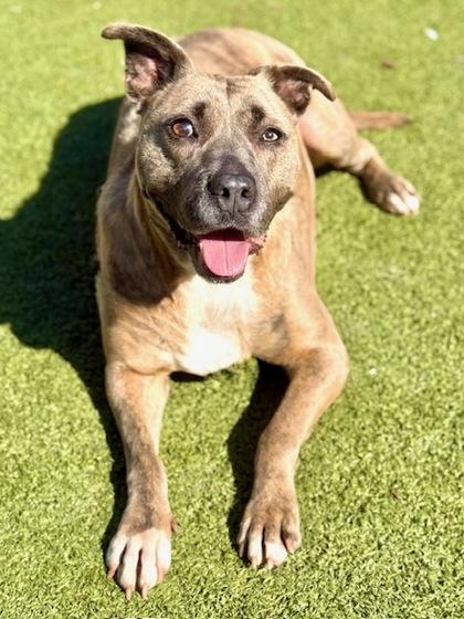 Leela, a Adoptable Mixed Breed in Port Saint Joe, FL image 3/3