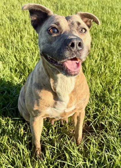 Enlarge Leela, a Adoptable Mixed Breed in Port Saint Joe, FL image 2/2