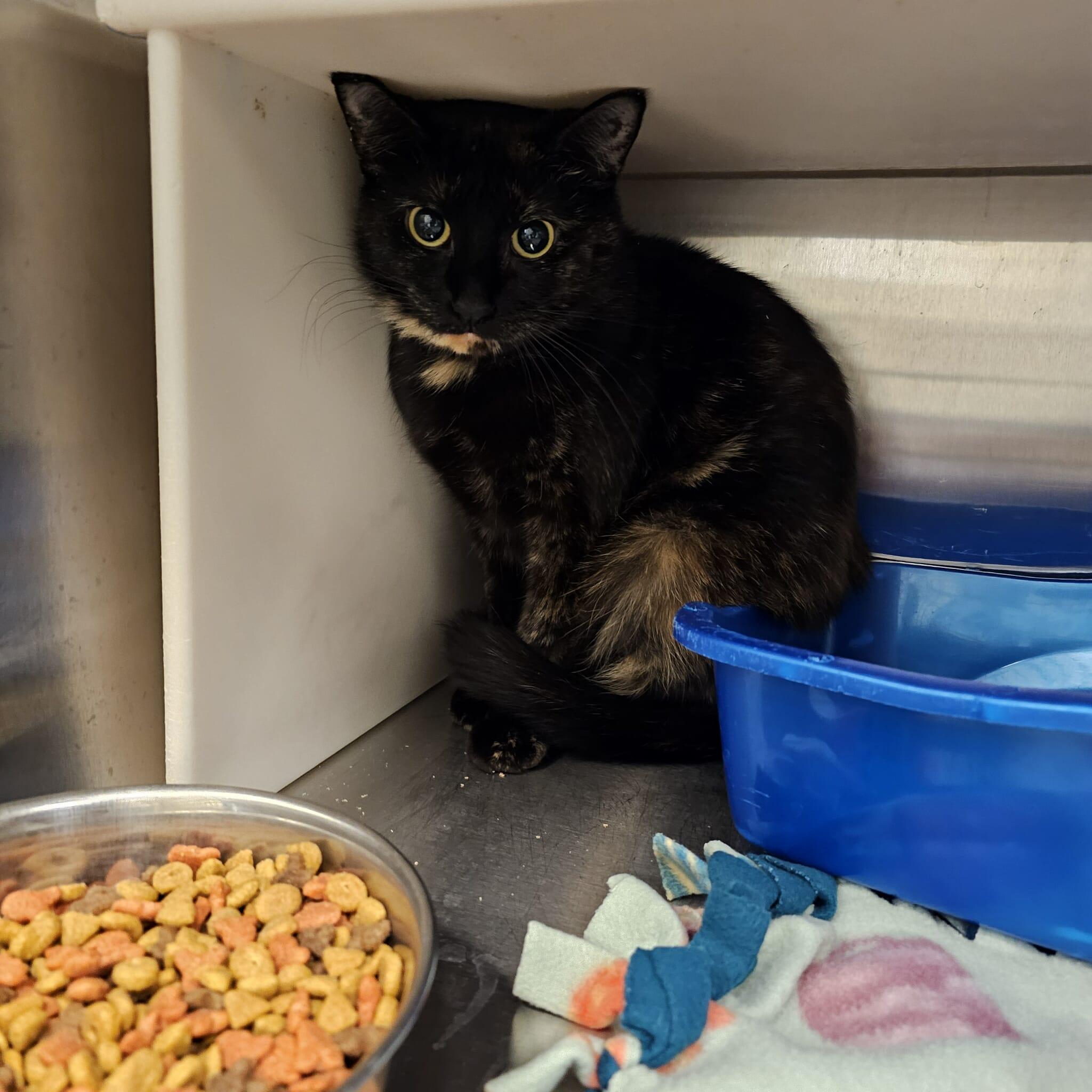 Enlarge Raven, a Adoptable Domestic Short Hair in Ludington, MI image 1/1