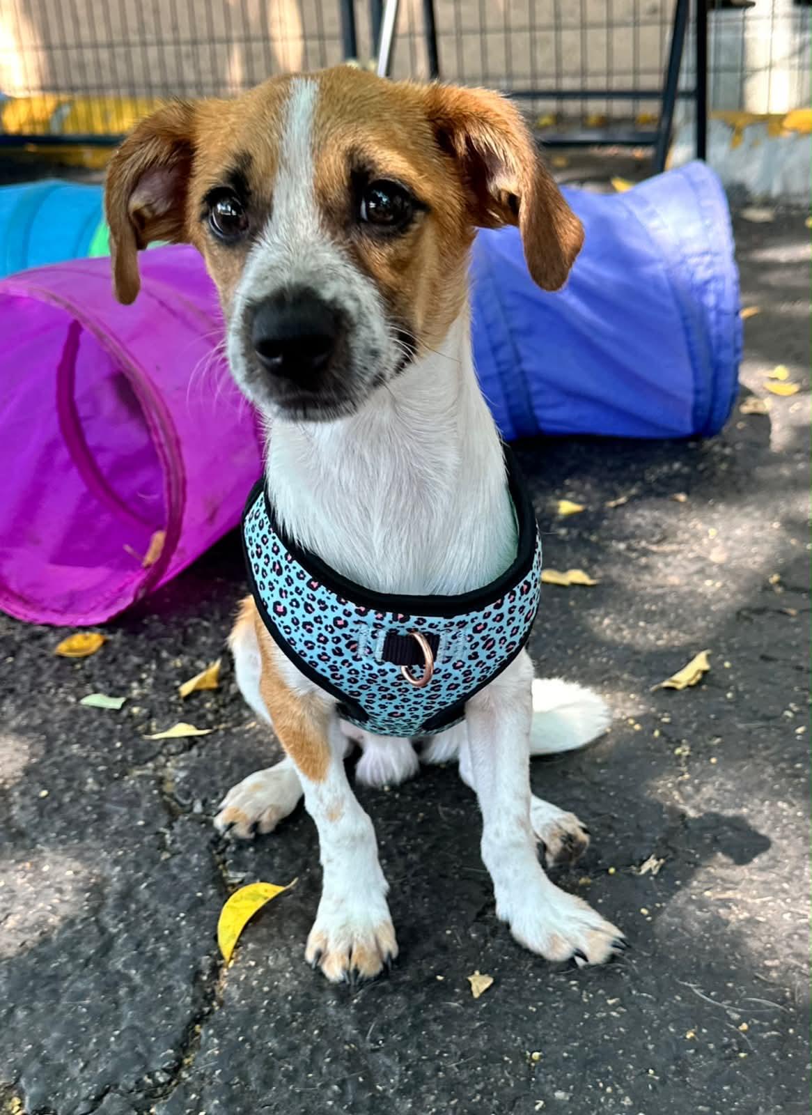 JACK, a Adopted Chihuahua in Margate, FL image 2/3