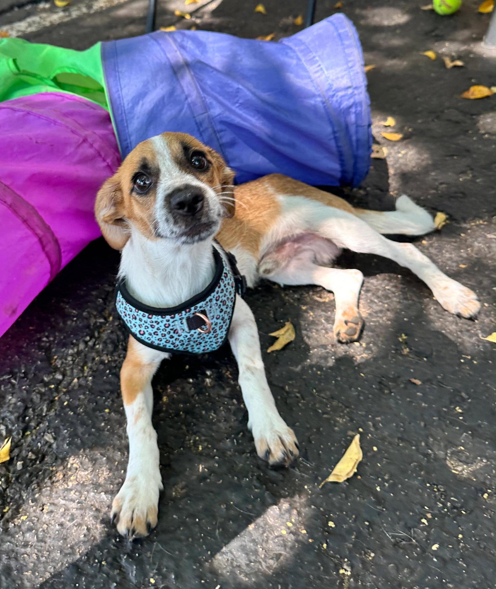 JACK, a Adopted Chihuahua in Margate, FL image 3/3