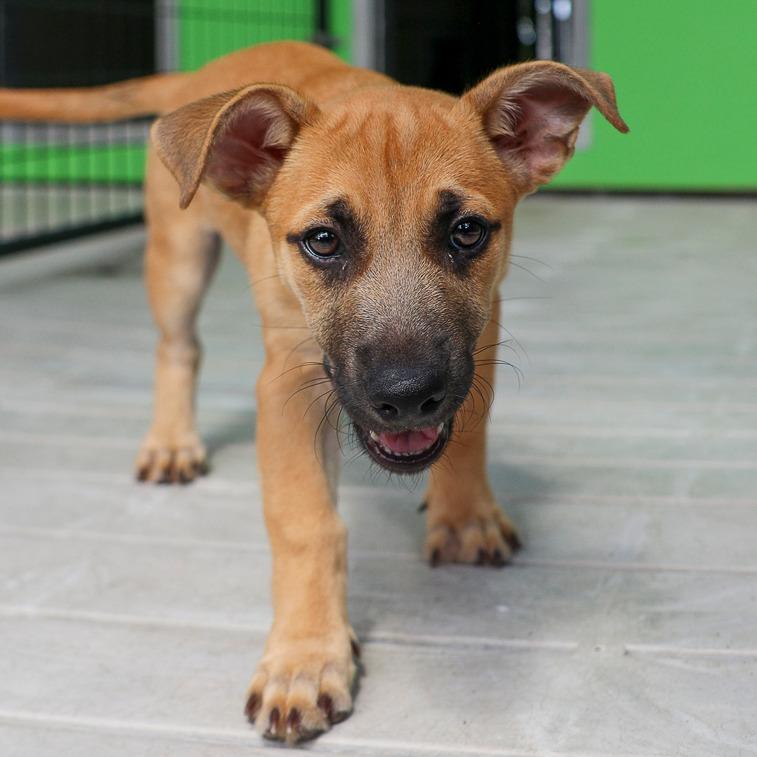 Sorbet, Adoptable, Puppy Female Mixed Breed.