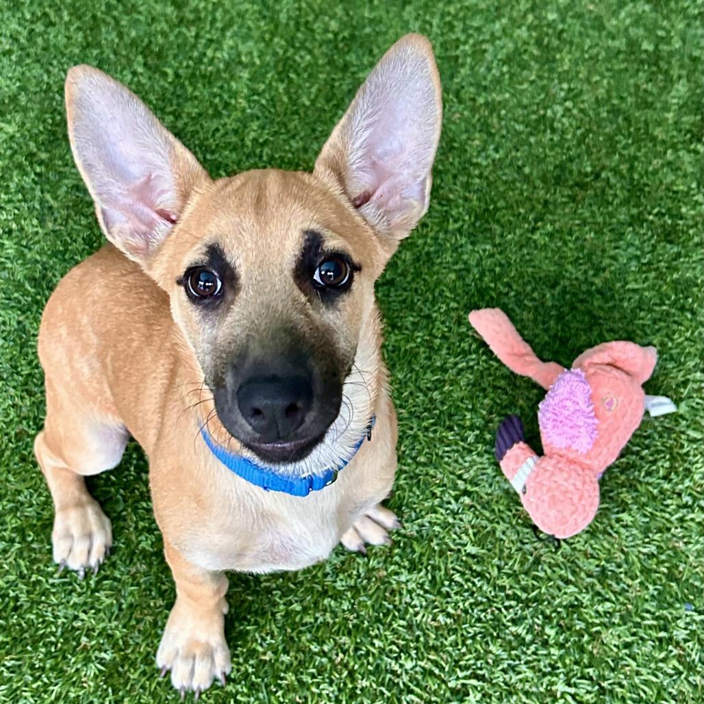 Sorbet, a Adoptable Mixed Breed in Bradenton, FL image 2/2