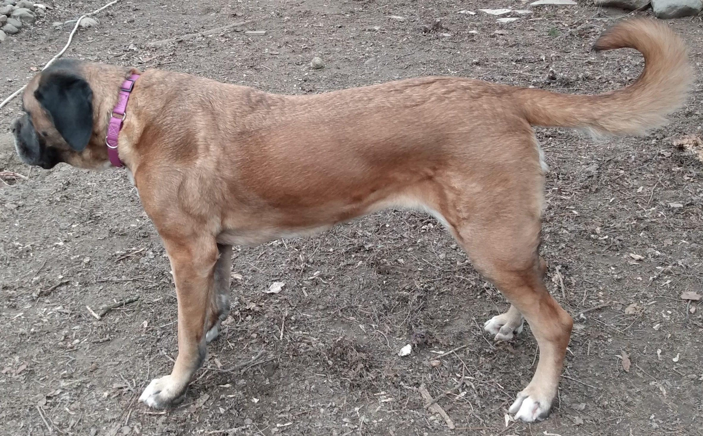 Maisey, a Adoptable Mastiff in Lansing, MI image 2/4
