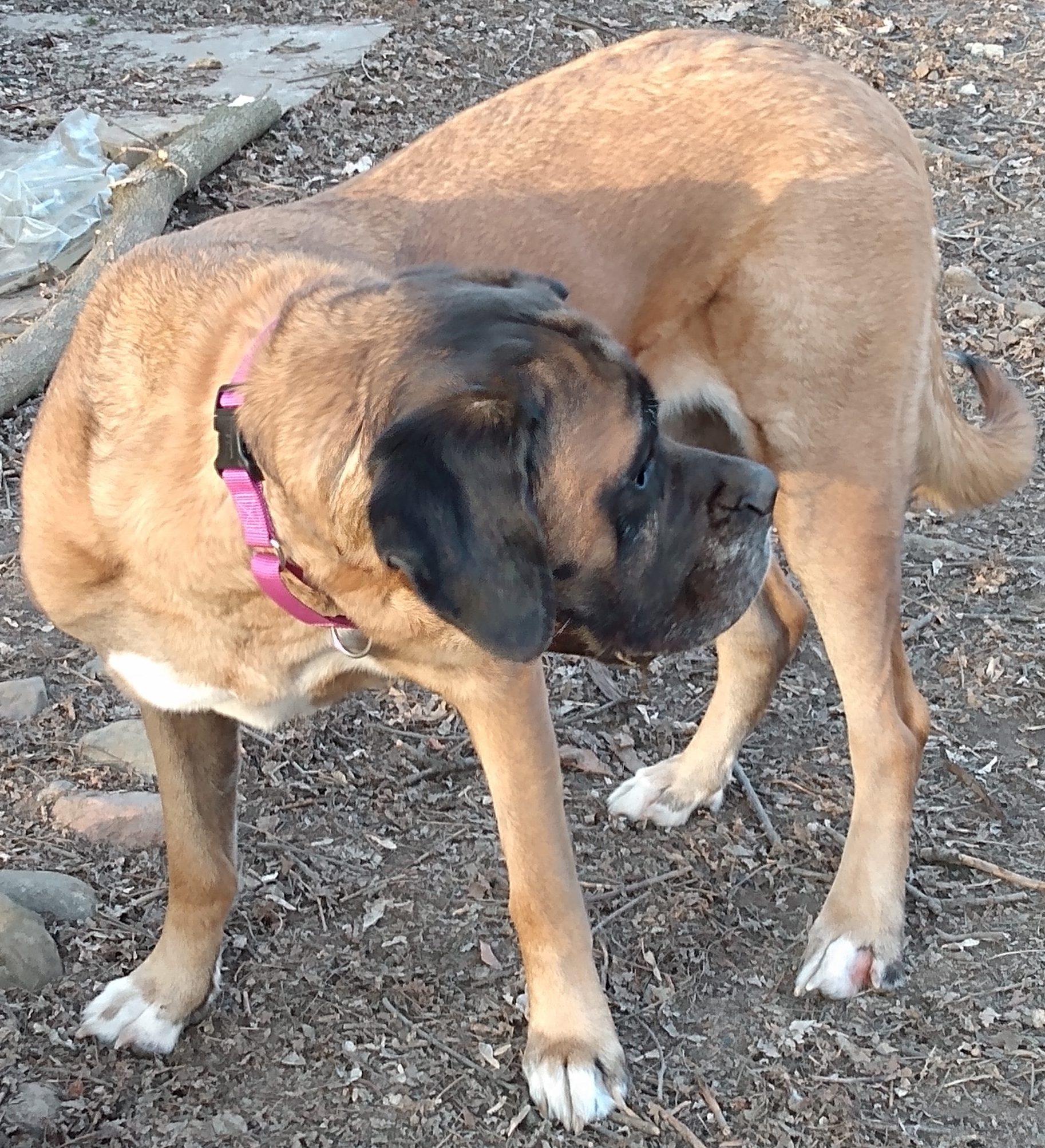 Maisey, a Adoptable Mastiff in Lansing, MI image 3/4
