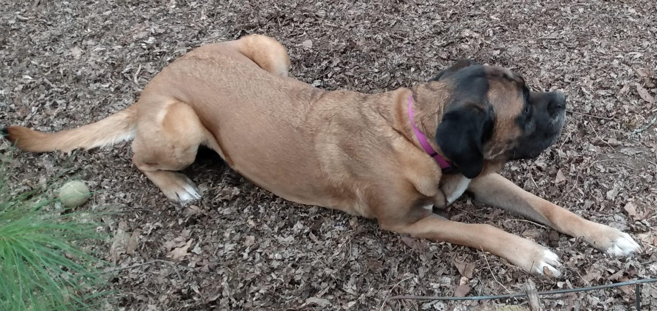 Maisey, a Adoptable Mastiff in Lansing, MI image 4/4