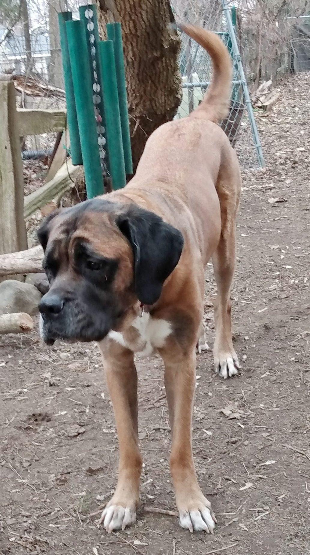 Maisey, a Adoptable Mastiff in Lansing, MI image 1/4