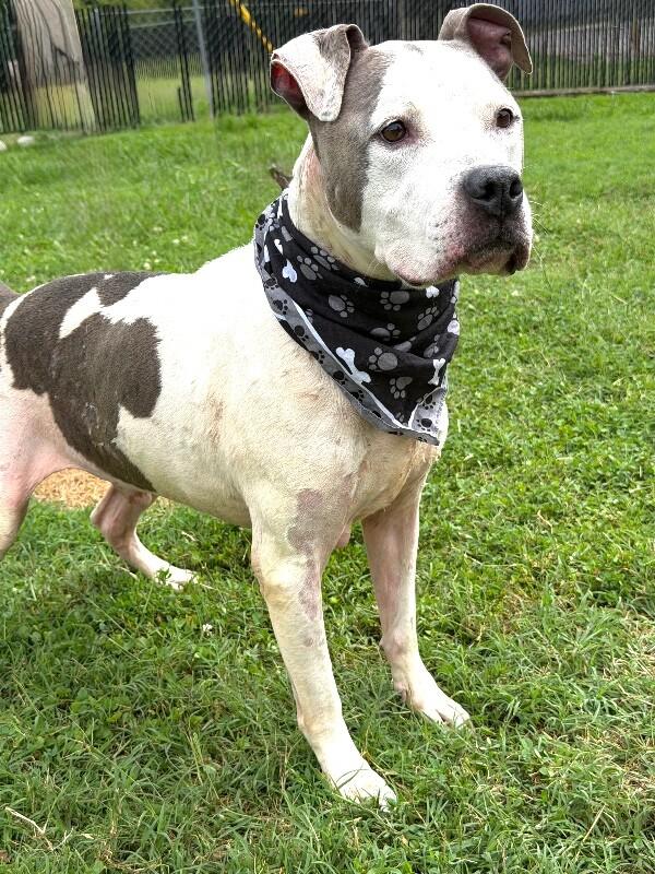 Kane, a Adoptable Pit Bull Terrier in Maryville, TN image 1/5
