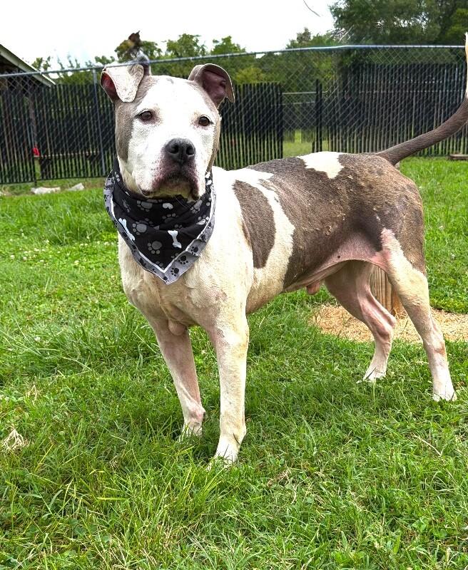 Kane, a Adoptable Pit Bull Terrier in Maryville, TN image 2/5
