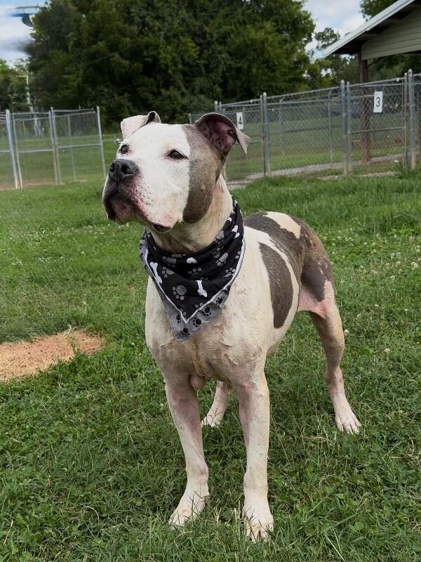 Kane, a Adoptable Pit Bull Terrier in Maryville, TN image 3/5