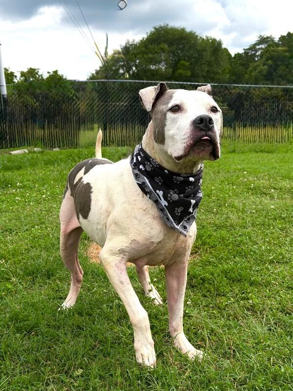Kane, a Adoptable Pit Bull Terrier in Maryville, TN image 4/5