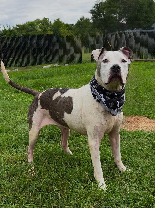Kane, a Adoptable Pit Bull Terrier in Maryville, TN image 5/5